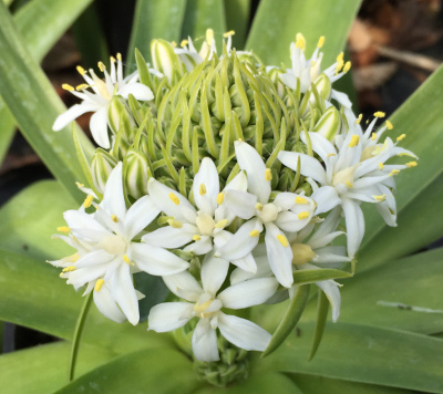 Scilla peruviana 'White Moon' 1335/20